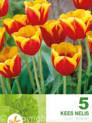 Tulipa Kees nelis