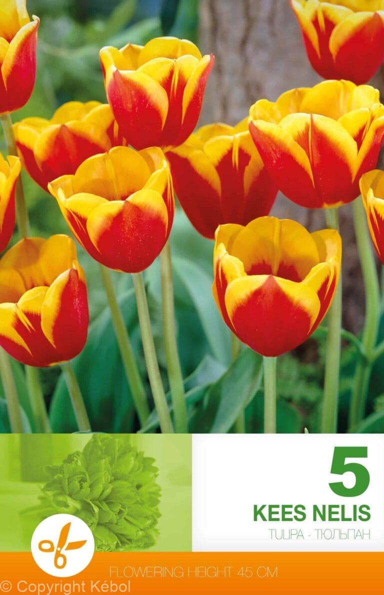 Tulipa Kees nelis