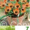 Tulipa Little Princess