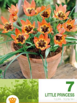 Tulipa Little Princess
