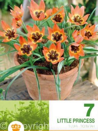 Tulipa Little Princess