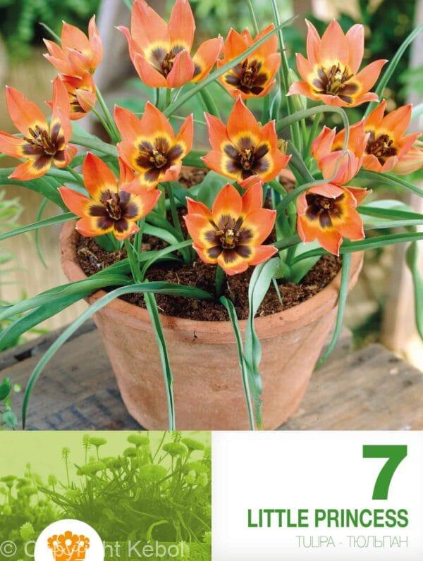 Tulipa Little Princess