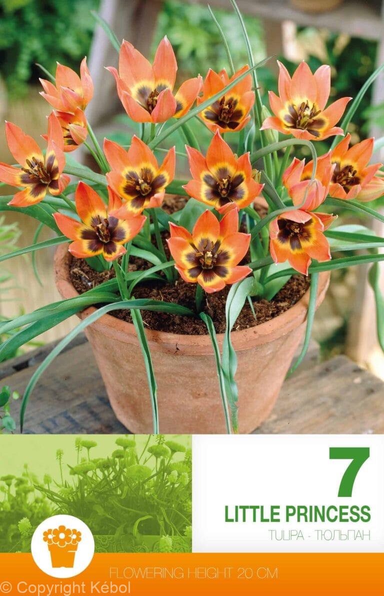 Tulipa Little Princess