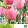 Tulipa Menton