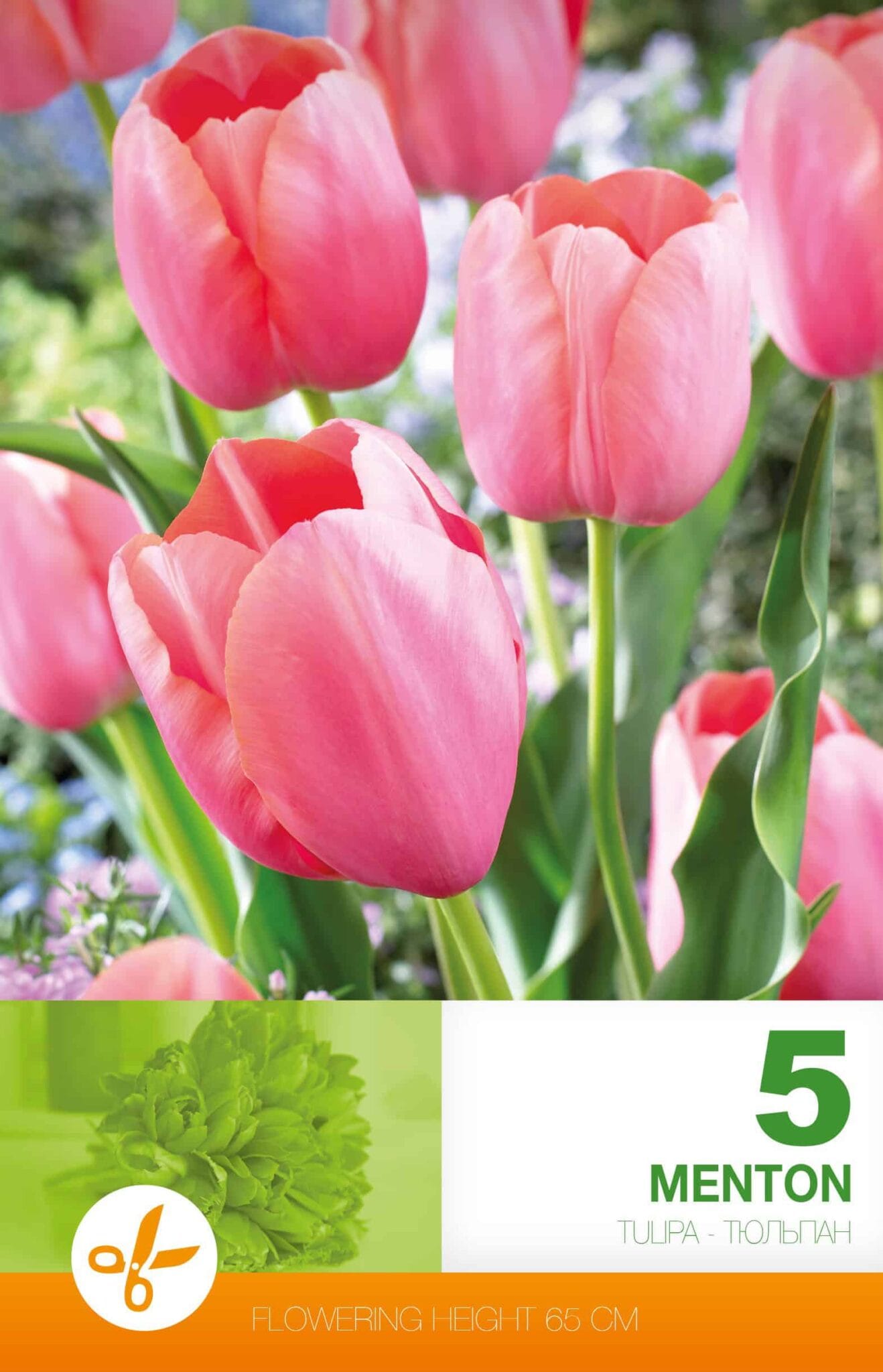 Tulipa Menton