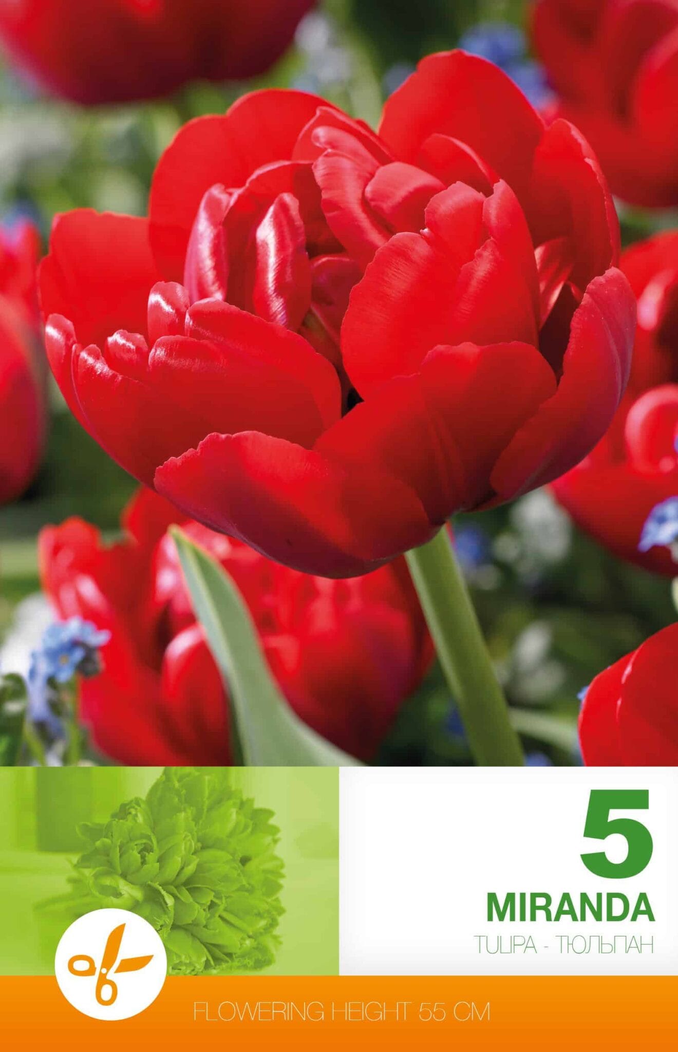 Tulipa Miranda