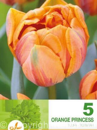 Tulipa Orange Princess