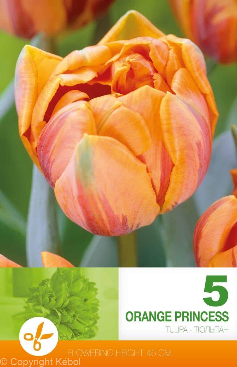 Tulipa Orange Princess