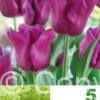 Tulipa Passionale
