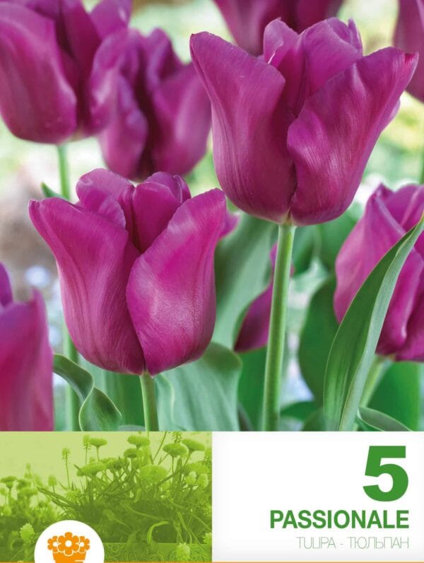 Tulipa Passionale