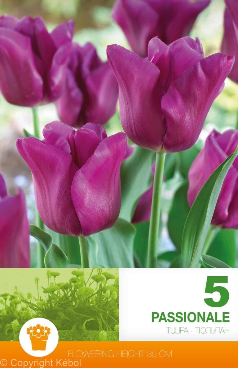 Tulipa Passionale