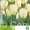 Tulipa Purissima