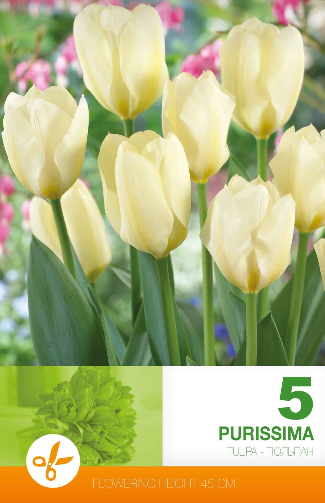 Tulipa Purissima