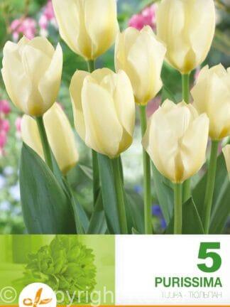 Tulipa Purissima