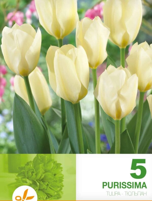 Tulipa Purissima