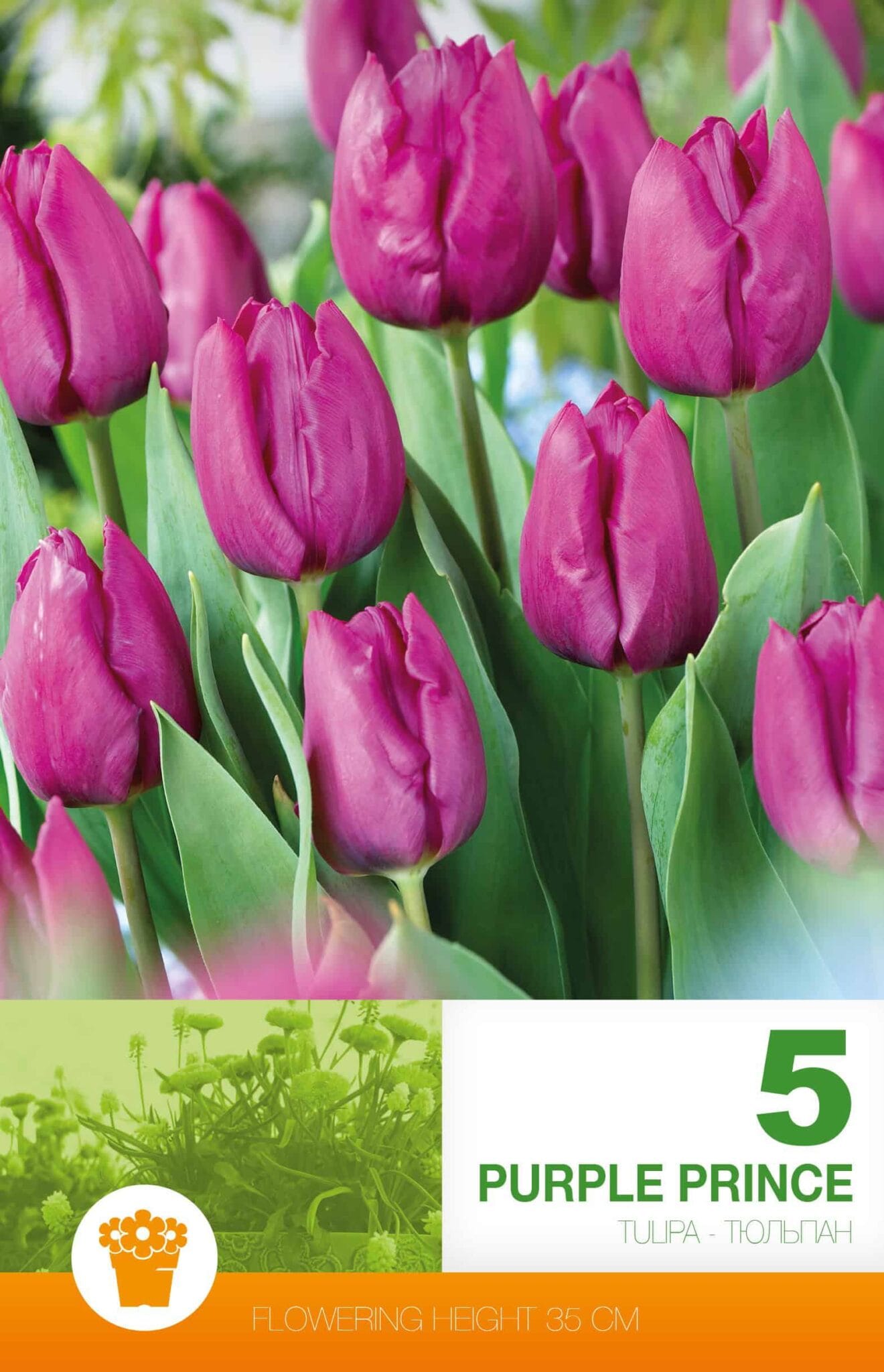 Tulipa Purple Prince