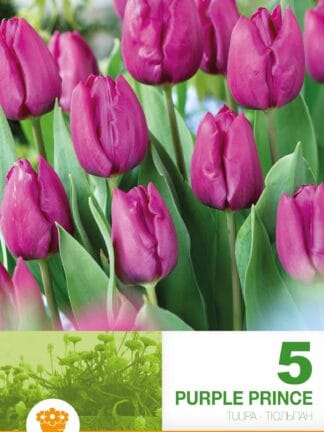 Tulipa Purple Prince