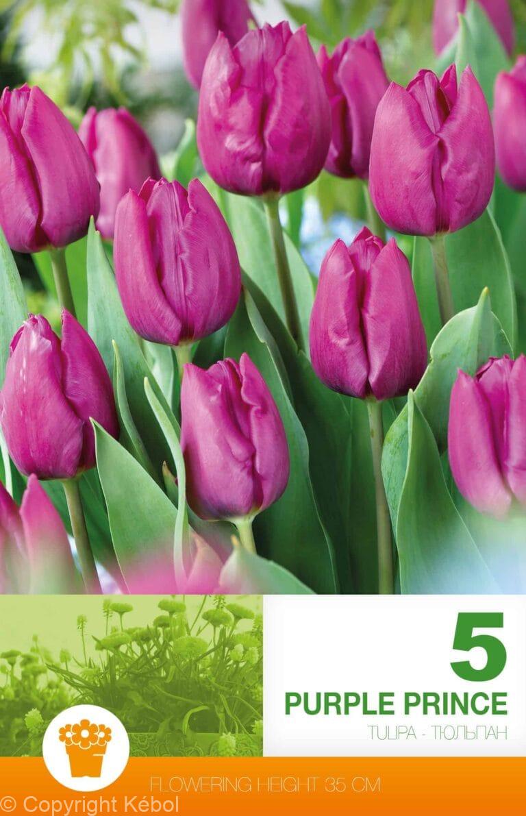 Tulipa Purple Prince