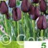Tulipa Queen of Night
