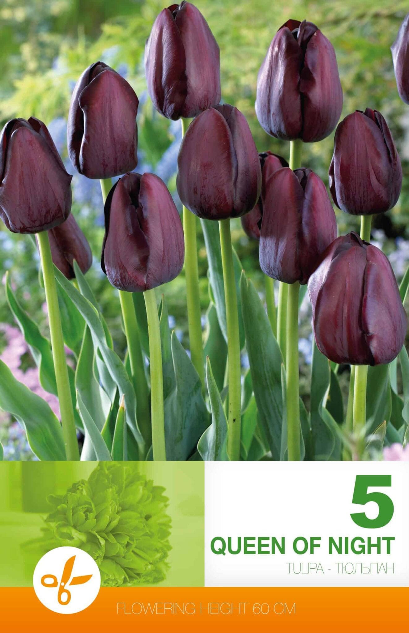 Tulipa Queen of Night