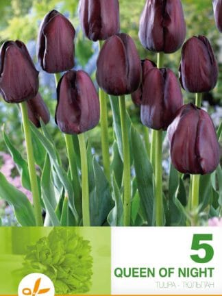 Tulipa Queen of Night