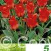 Tulipa Red Riding Hood