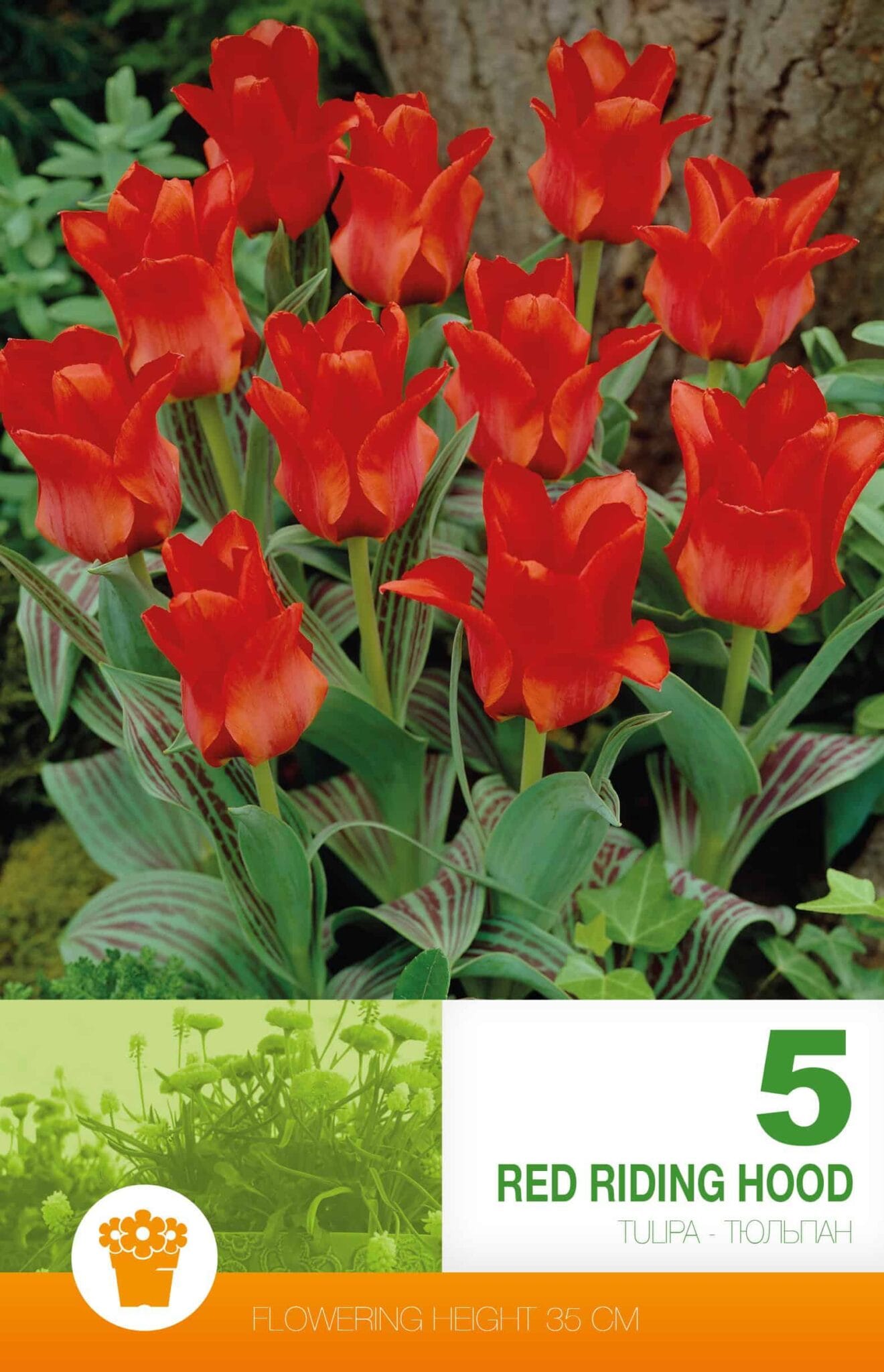 Tulipa Red Riding Hood
