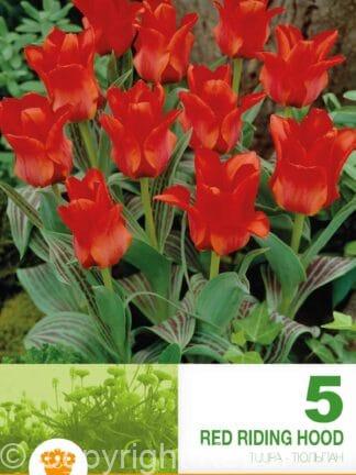 Tulipa Red Riding Hood