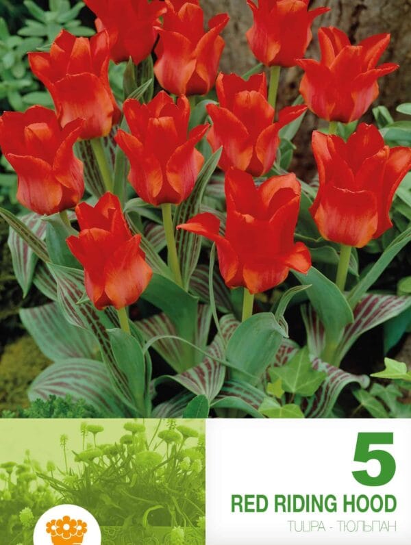 Tulipa Red Riding Hood