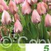 Tulipa Salmon van Eijk