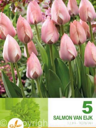 Tulipa Salmon van Eijk