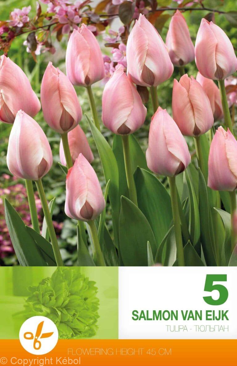 Tulipa Salmon van Eijk