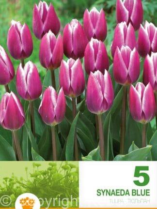 Tulipa Synaeda Blue
