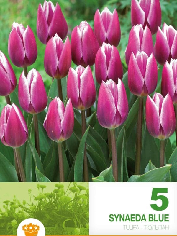 Tulipa Synaeda Blue