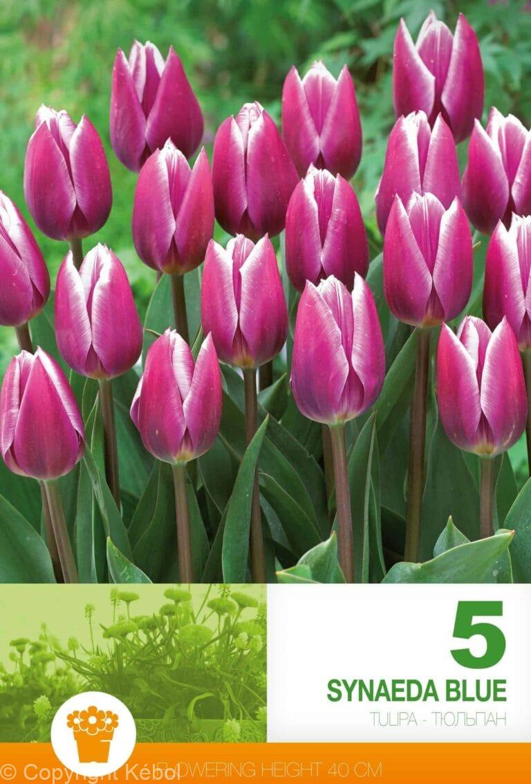 Tulipa Synaeda Blue