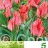 Tulipa Toronto