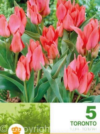 Tulipa Toronto