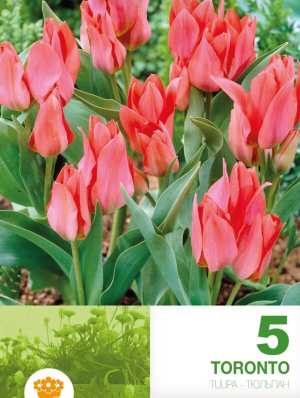 Tulipa Toronto