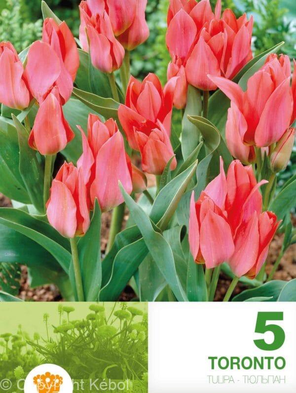 Tulipa Toronto