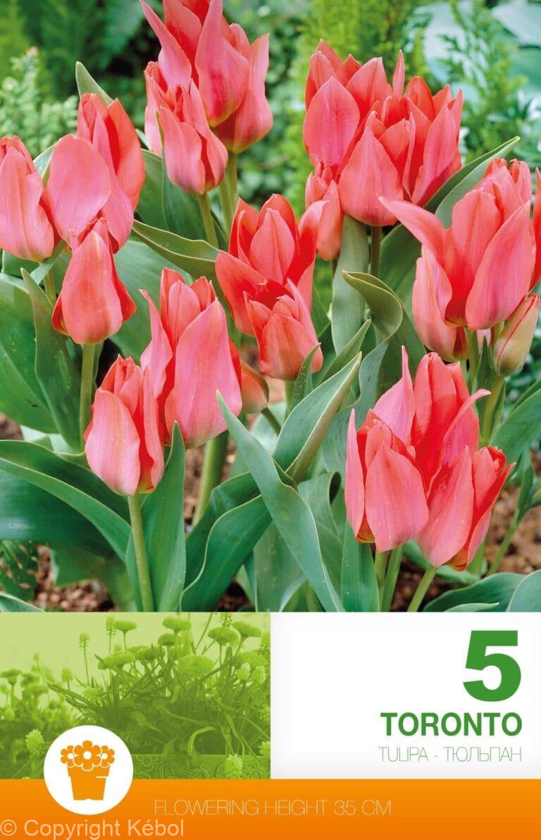 Tulipa Toronto