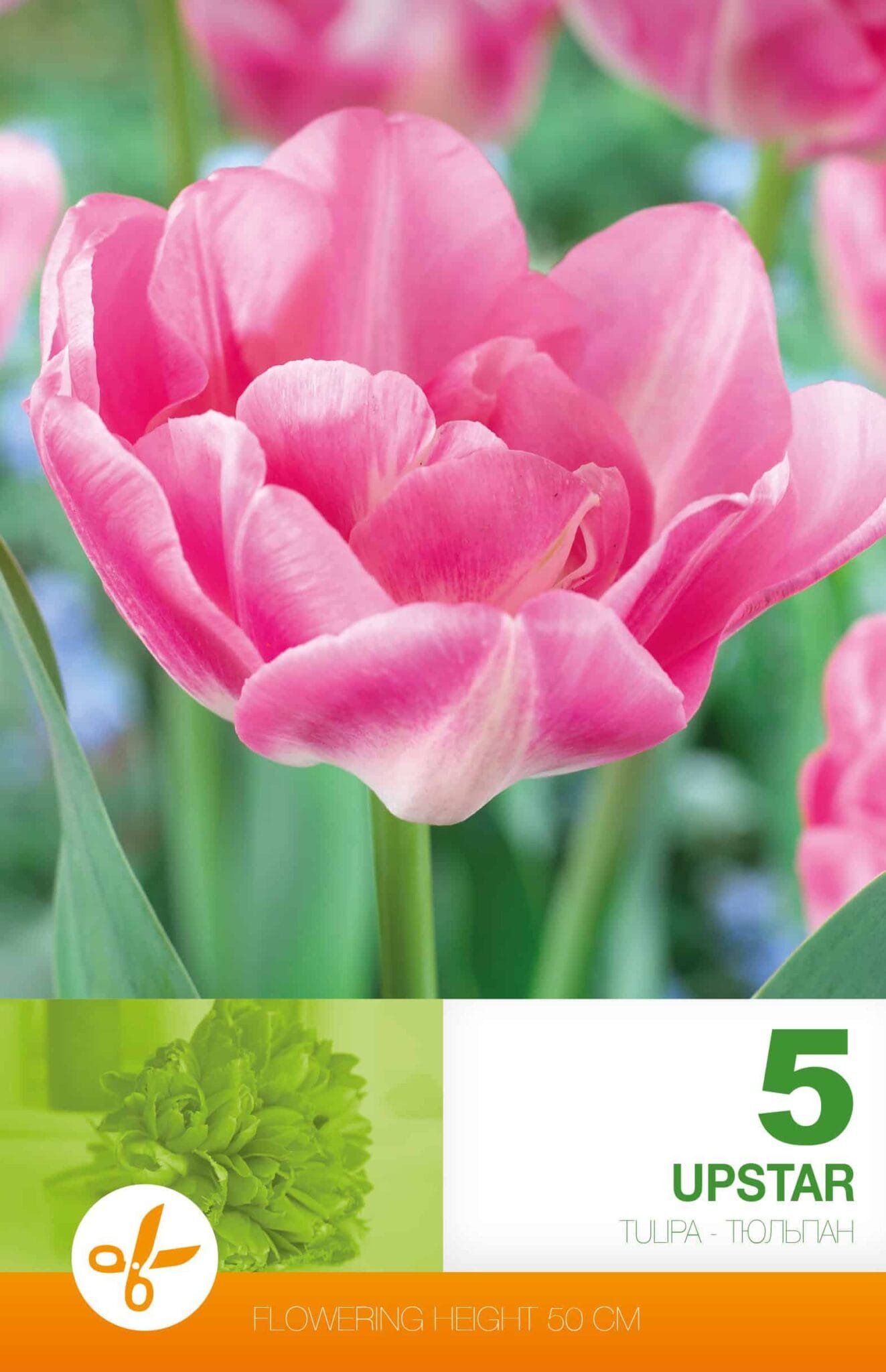 Tulipa Upstar