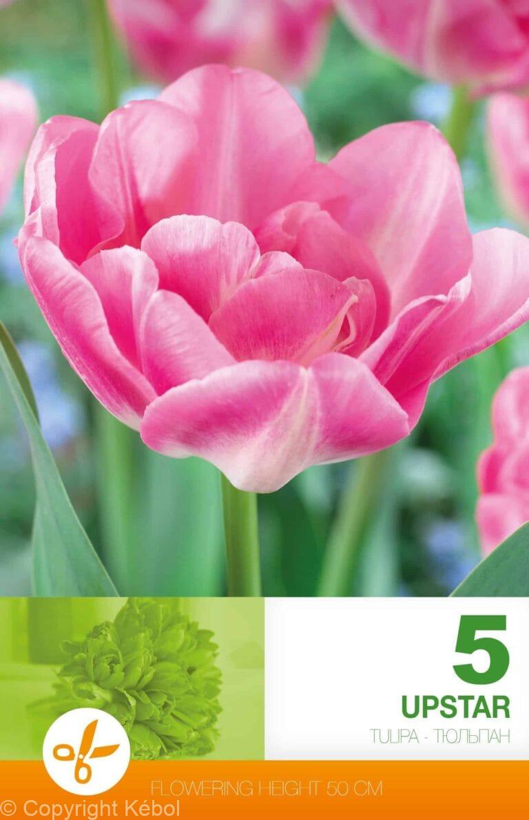 Tulipa Upstar
