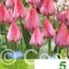 Tulipa Van Eijk