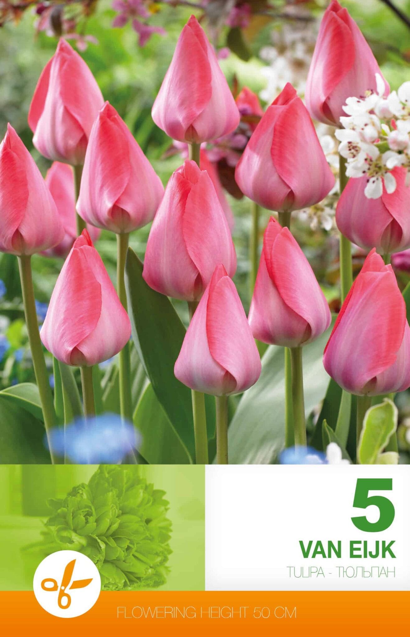 Tulipa Van Eijk