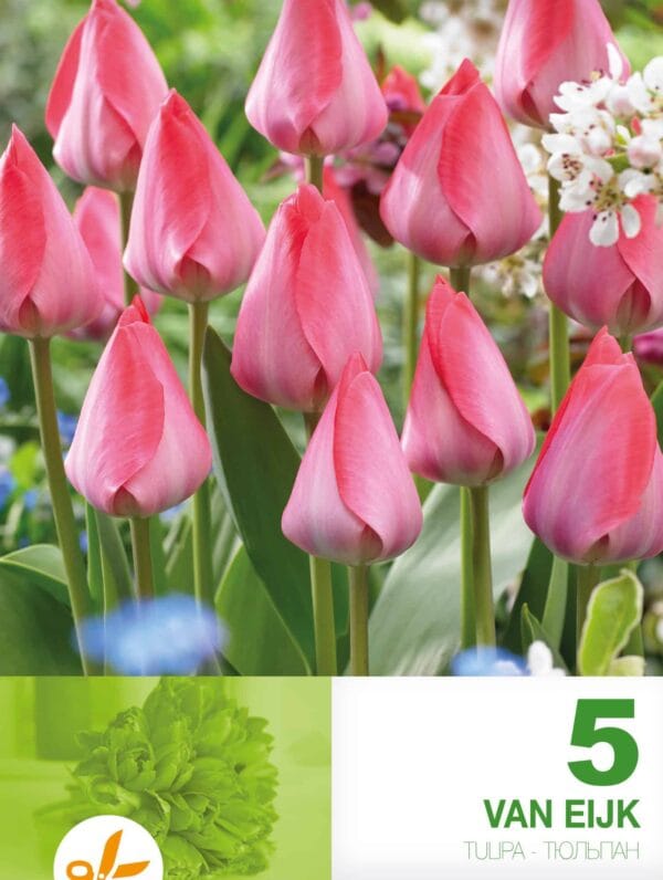 Tulipa Van Eijk