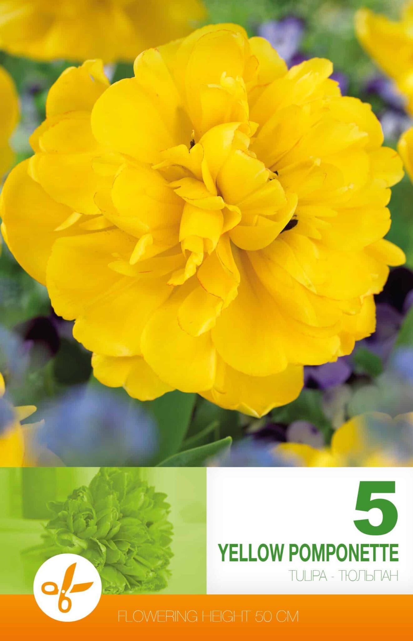 Tulipa Yellow Pomponette