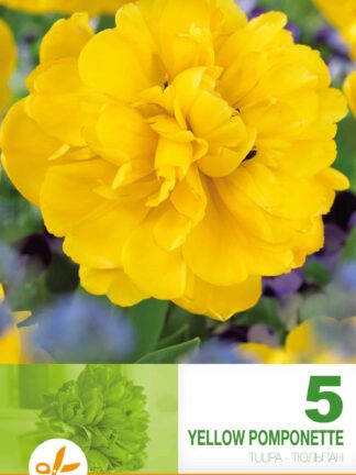 Tulipa Yellow Pomponette