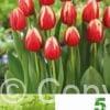 Tulipa Leen van der Mark
