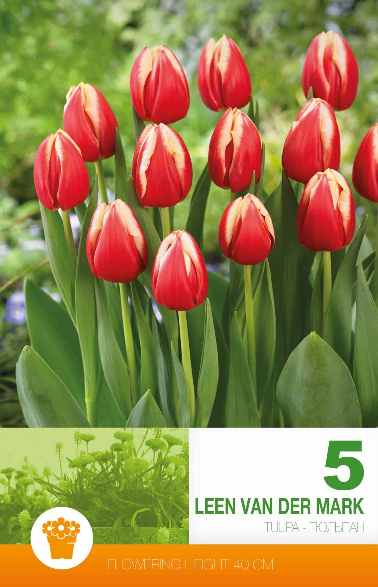 Tulipa Leen van der Mark