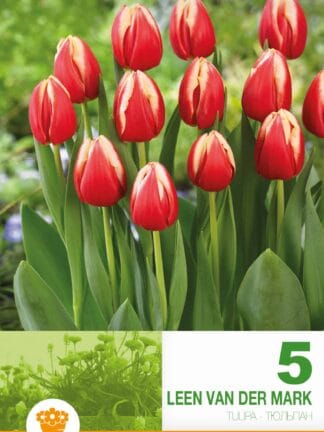 Tulipa Leen van der Mark